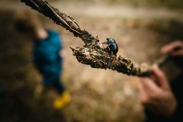 Käfer auf einem Ast