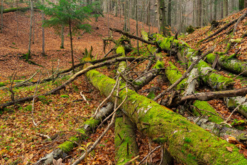 Martwe drewno, dead wood © Konrad