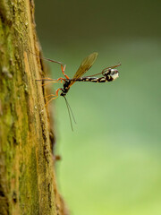 Zgłębiec trzpiennikowaty, Gąsienicznikowate, Ichneumonidae, parasitic wasp © Konrad