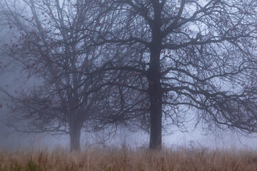 Obraz na płótnie Canvas W porannej mgle