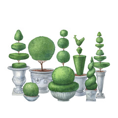 Topiary, evergreen trimmed geometric shrubs. Bushs and tree in grey pots for home patio decor. Hand drawn watercolor painting illustration isolated on white background. - obrazy, fototapety, plakaty