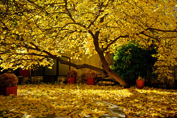 Courtyard bathed in yellow autumn leaves in Sepulveda, Spain