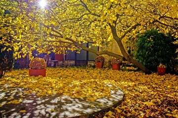 Courtyard bathed in yellow autumn leaves in Sepulveda, Spain