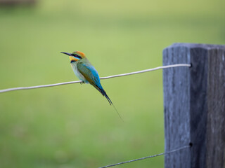 Single Rainbow Bee Eater on Fence