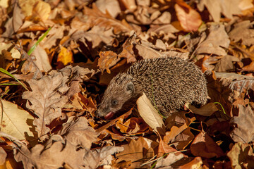 Hedgehog looking for food among dry autumn leaves.