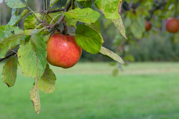 Single red ripe apple hanging at the branches of an apple tree with some green leaves in early autumn ready for harvesting 