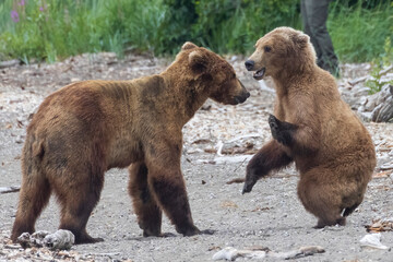 Obraz premium Wild coastal brown bears courting each other by the coast of Katmai National Park in Alaska. 