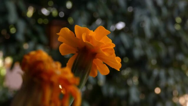 Vista de cerca de la flor Tagetes abierta en plano est&aacute;tico con fondo bokeh