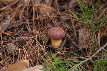 Imleria Badia or Boletus Badius commonly known as the Bay Bolete growing in pine tree forest..