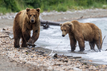 Fototapeta na wymiar Wild coastal brown bears courting each other by the coast of Katmai National Park in Alaska. 