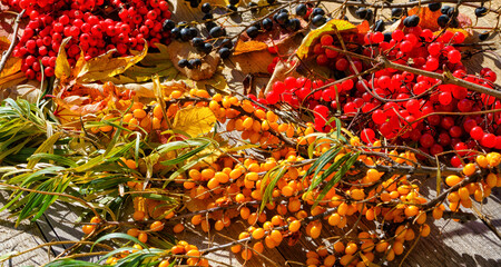 Bunches of mountain ash,sea buckthorn,viburnum berries and yellow autumn leaves on wooden table outdoor.