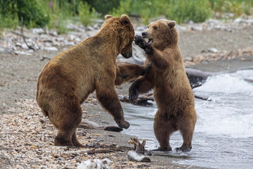Obraz premium Wild coastal brown bears courting each other by the coast of Katmai National Park in Alaska. 