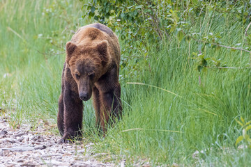Obraz na płótnie Canvas A wild coastal brown bear catching fish in the river in Katmai National Park (Alaska).