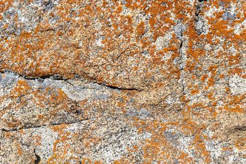 Cracked rock texture with orange and black lichen growing on it.