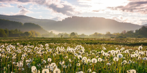 rural meadow in mountains. beautiful countryside scenery with blooming dandelions in summertime....