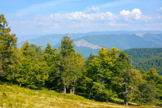 carpathian mountain landscape in early autumn. beautiful view in to the distant svydovets ridge. beech trees on the hill. cumulus clouds on the sky. dry and sunny weather