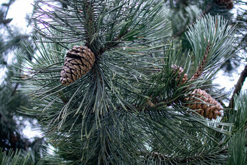 christmas tree branches with cones