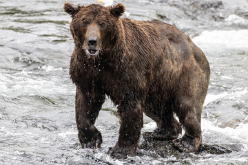 A wild coastal brown bear catching fish in the river in Katmai National Park (Alaska).