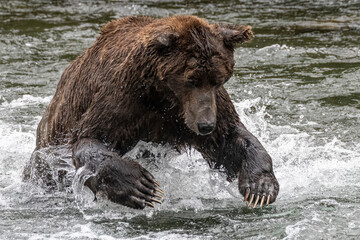 Fototapeta premium A wild coastal brown bear catching fish in the river in Katmai National Park (Alaska).