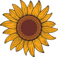 Fototapeta premium Sunflower Color Vector Illustration