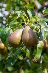 Shiny delicious pears hanging from a tree branch in the orchard..