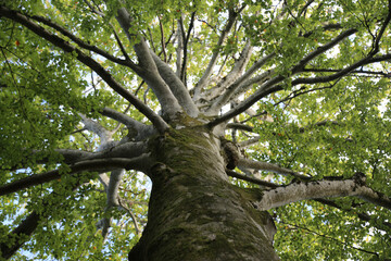 Fototapeta premium Arbre Président Arbois