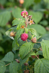 Ripe and unripe raspberry in the fruit garden. Growing natural bush of raspberry. Branch of raspberry in sunlight..
