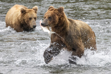 Wild coastal brown bear catching fish in the river by Brooks Falls in Katmai National Park (Alaska). 