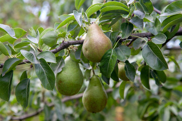 Shiny delicious pears hanging from a tree branch in the orchard..