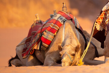 Camel lying down in the desert sand, Wadi Rum, Jordan