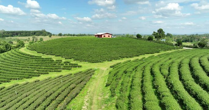 green tea plantation terrace at chiang rai thailand camera moving from drone, footage 4k video
