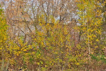 Trees with yellow leaves on an autumn day
