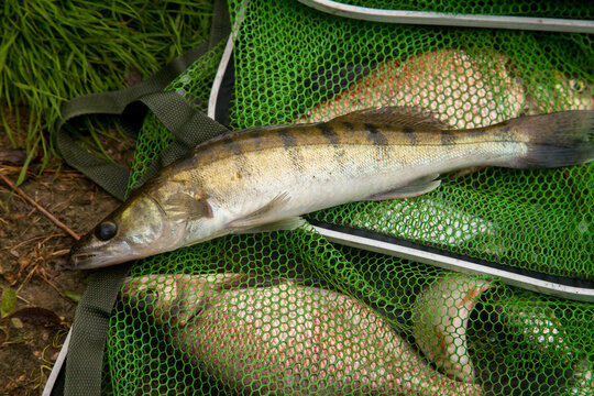 Freshwater zander on keepnet with fishery catch in it..