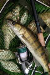 Freshwater zander and fishing rod with reel on keepnet with fishery catch in it..