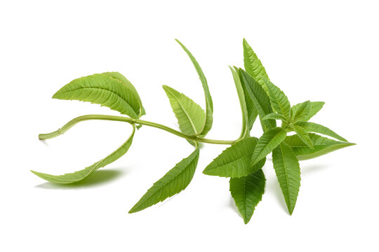 Lemon verbena