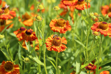 Helenium 'Chipperfield Orange' tall, zingy, long lasting orange flowers, with pollinating bee.