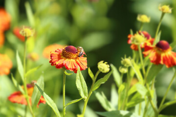 Helenium 'Chipperfield Orange' tall, zingy, long lasting orange flowers, with pollinating bee.