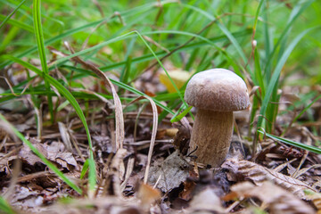 Boletus mushroom in the wild. Porcini mushroom grows on the forest floor at autumn season..