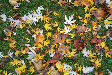 Verschiedene Herbstblätter in Wiese Aufsicht