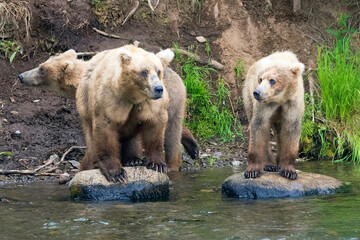 Wild coastal brown bear catching fish in the river by Brooks Falls in Katmai National Park (Alaska). 