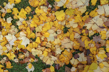 Verschiedene Herbstblätter in Wiese Aufsicht