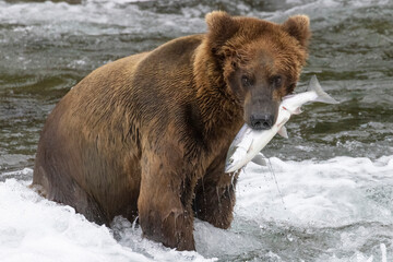 Naklejka na ściany i meble Wild coastal brown bear catching fish in the river by Brooks Falls in Katmai National Park (Alaska). 