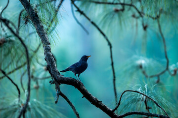 Blue whistling thrush or Myophonus caeruleus perched high on pine tree in natural scenic winter...