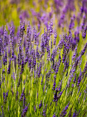 Naklejka premium Lavender fields in bloom in Provence