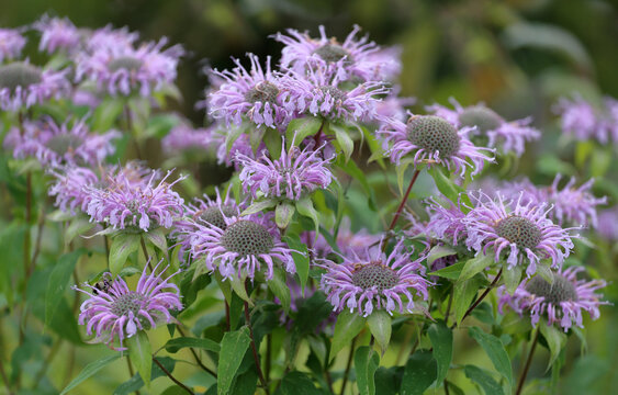 Wild bergamot or bee balm (Monarda fistulosa) blooming in the garden
