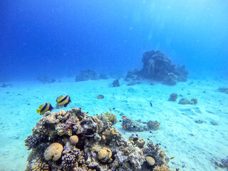 Naklejka na ściany i meble Red Sea bannerfish (Heniochus intermedius) at coral reef..