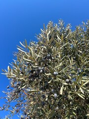 Olive tree with olives in the blue sky