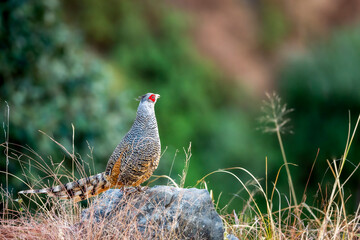 cheer pheasant or Catreus wallichii or Wallich's pheasant bird calling closeup in winter migration perched on rock in natural green background in foothills of himalaya forest uttarakhand india asia