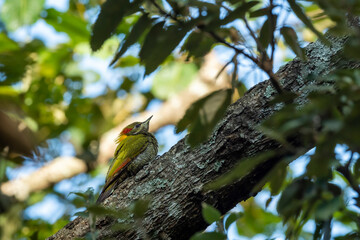 Lesser yellownape or Picus chlorolophus woodpecker bird perched on branch at foothills of himalaya...