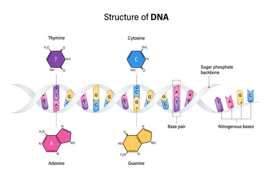 Structure of DNA. Deoxyribonucleic acids. Nitrogenous base and Sugar phosphate backbone. Thymine, Adenine, Cytosine, Guanine. Vector for genetic studies.